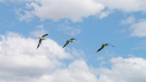 Oiseaux hivernants en plein vol